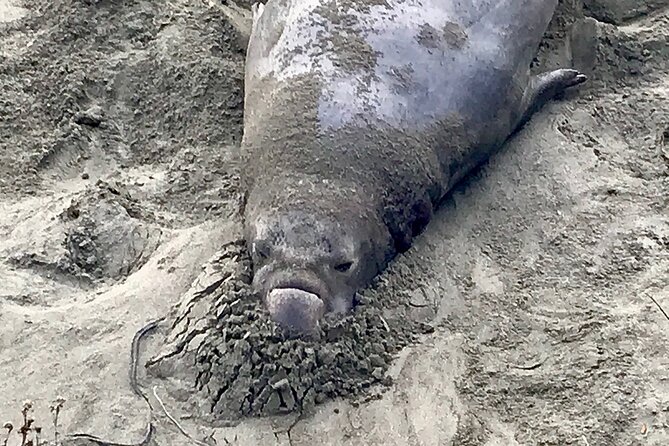 Private Tour of California's Central Coast (San Luis Obispo-Paso Robles-Cambria) - FAQs