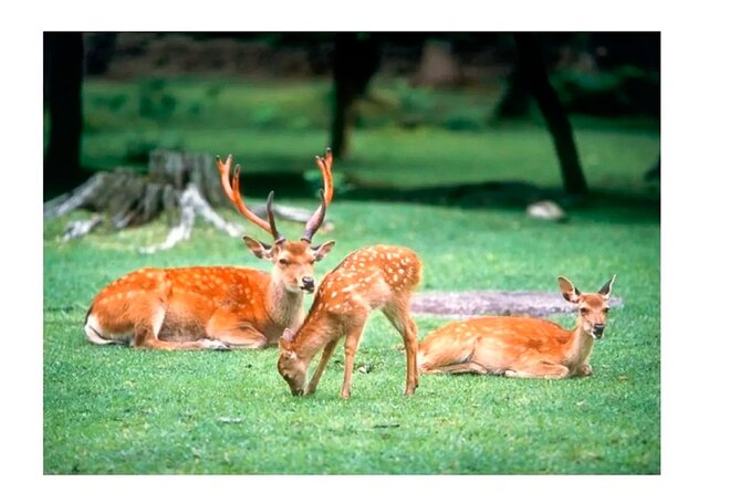 Nara Afternoon Tour from Kyoto - A Close Look at the Itinerary