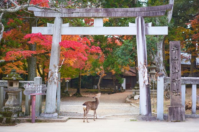 Nara Day Trip from Kyoto with a Local: Private & Personalized - What Sets This Tour Apart?