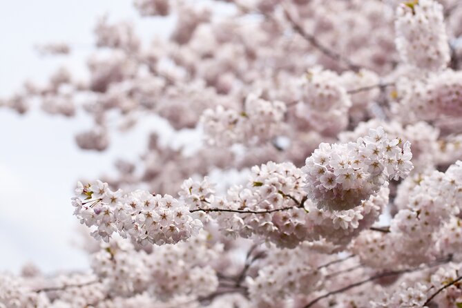 Kyoto City Cherry Blossom Private Sightseeing Tour - Who Is This Tour Best For?  
