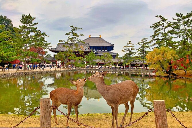 Kyoto and Nara Friendly Two-Day Walking Tour with Guide - Practical Details and Value