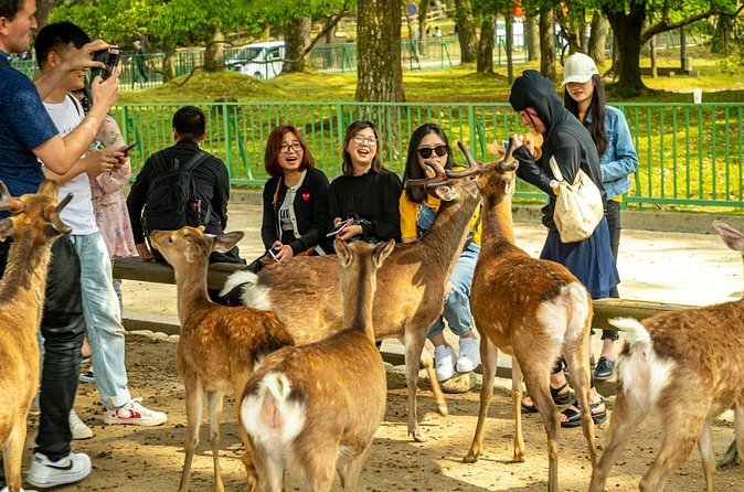 Kyoto and Nara Friendly Two-Day Walking Tour with Guide - Who Will Love This Tour?