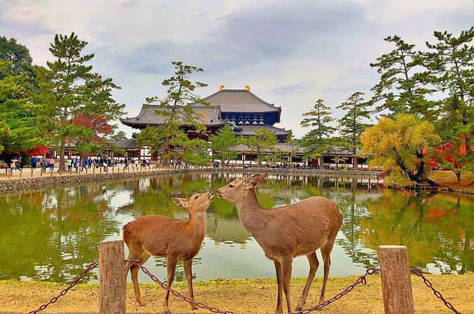 Kyoto and Nara Friendly Two-Day Walking Tour with Guide - Final Thoughts