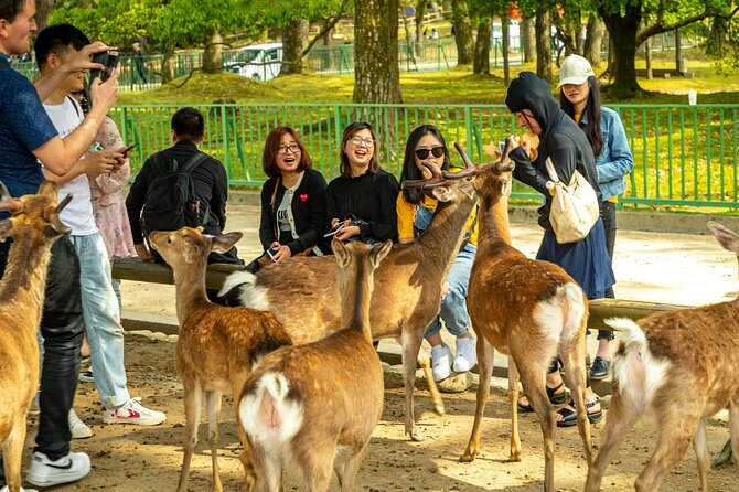Kyoto and Nara Friendly Two-Day Walking Tour with Guide - Key Points