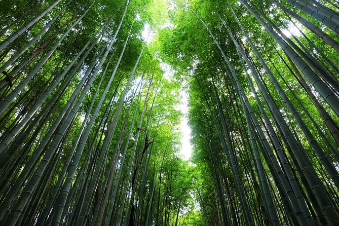 Kyoto Morning Tour with English Speaking Guide - Analyzing the Experience: What to Expect