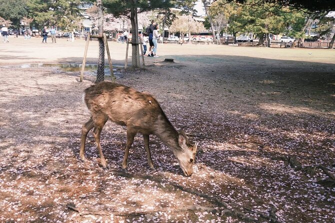 Nara and kyoto adventures private vehicle tour - Who Should Consider This Tour?