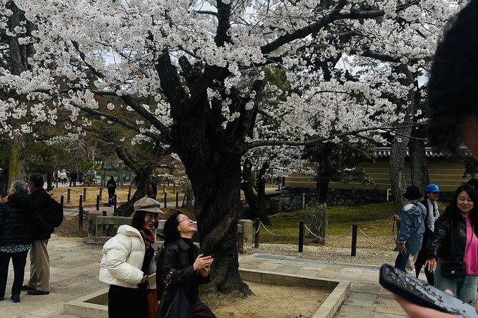 Kyoto Private & Customizable Tour with English-Speaking Driver - Practical Tips for Booking & Participating