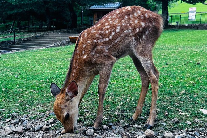 Kyoto Private & Customizable Tour with English-Speaking Driver - Final Thoughts