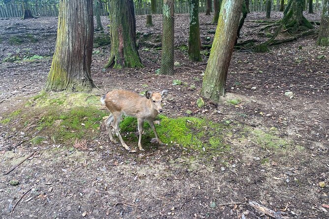 Nara Guided Tour by Private Car from Kyoto - Who Should Book This Tour?