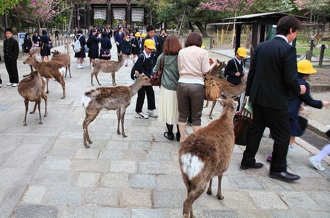 Kyoto and Nara Highlights with English speaking Driver and Guide - FAQ