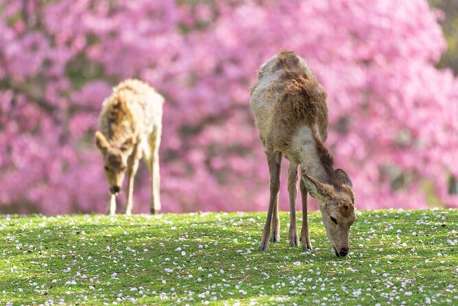 Kyoto Arashiyama and Nara Tour with Sagano Train, Giikawa Honpo - In-Depth Review: What to Expect on This Kyoto & Nara Tour