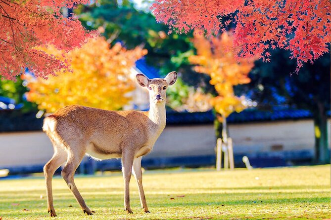 Kyoto Arashiyama and Nara Tour with Sagano Train, Giikawa Honpo - FAQ