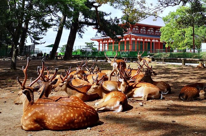 Nara, Todaiji Temple and Kuroshio Market One Day Tour from Osaka - FAQ