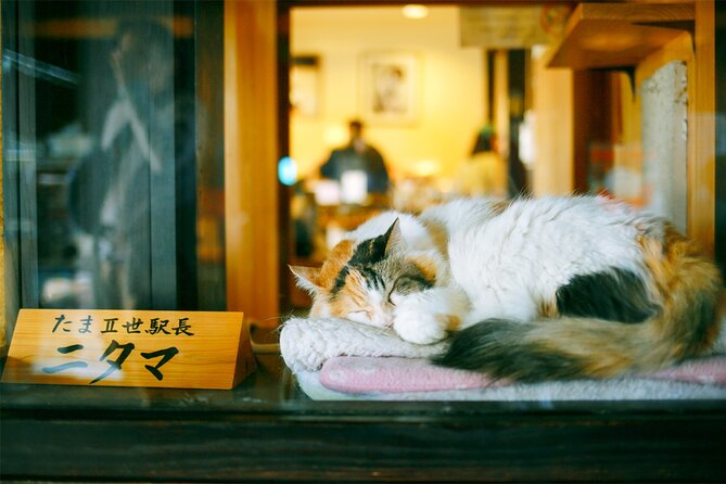 Osaka Wakayama Cat Train, Seafood market, Hot Springs Tour - Who Will Benefit Most from This Tour?