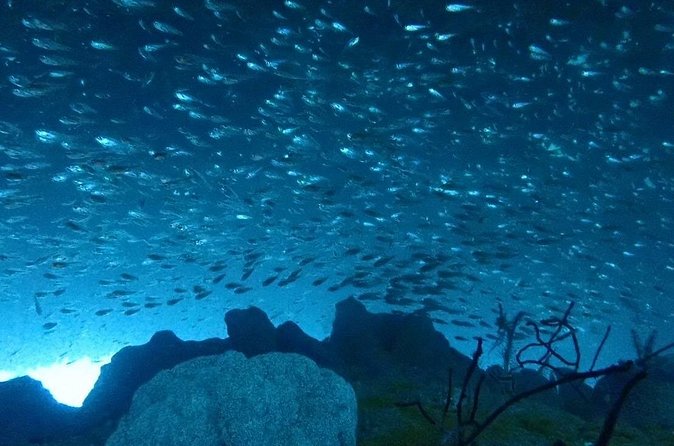 Trial diving tour that even inexperienced people can enjoy safely - Final Thoughts: Is It Worth It?