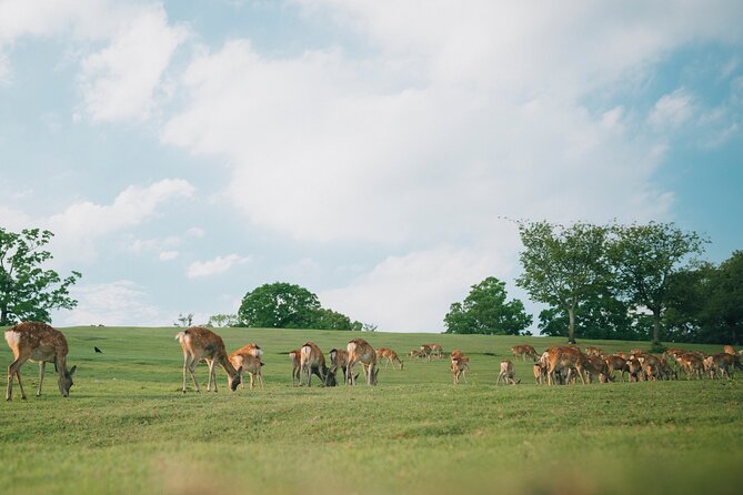 Discover the Timeless Charm and Natural Beauty of Nara - An In-Depth Look at the Nara Day Tour