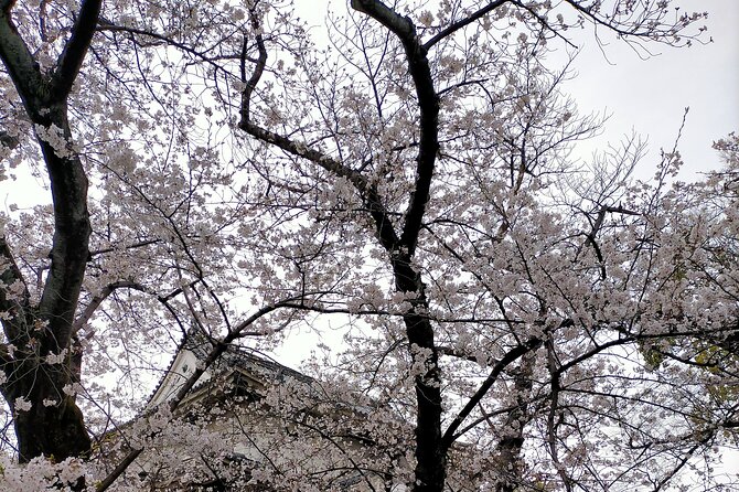 Osaka City Walking Tour - Who Is This Tour Best For?