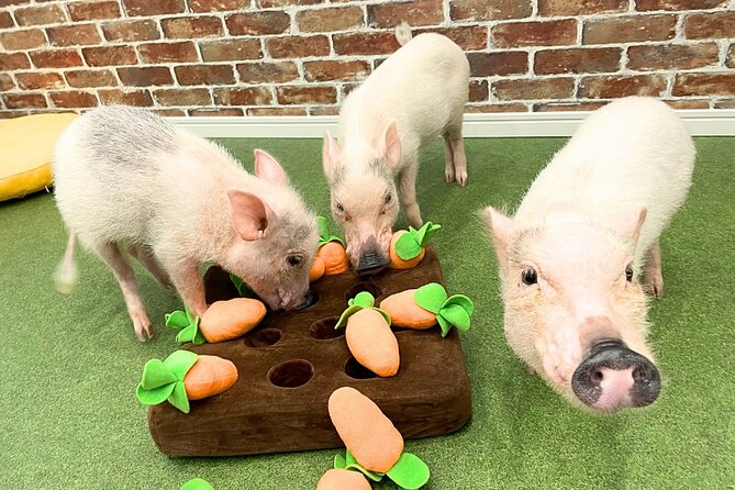 Micro Pig Café in Osaka Pet and Snap Cute Moments - FAQs