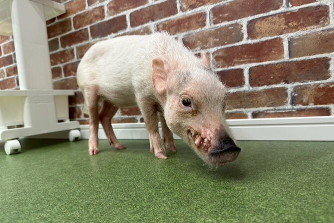Micro Pig Café in Osaka Pet and Snap Cute Moments - Why Visit the Micro Pig Café?