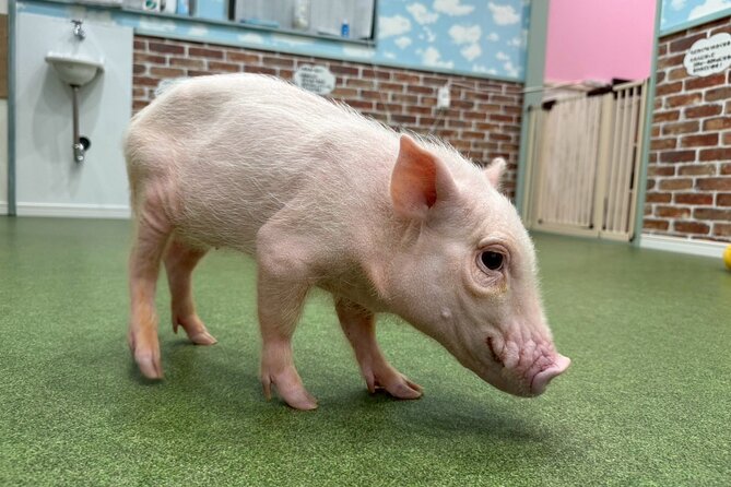Micro Pig Café in Osaka Pet and Snap Cute Moments - Final Thoughts