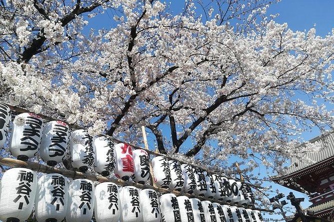 Cherry Blossom highlights, Asakusa, Ueno, Imperial Palace Garden - Key Points