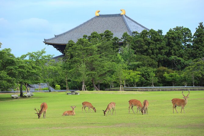 Super Express Nara & Kyoto Private 1-Day Tour from Tokyo - In-Depth Look at the Tour Experience