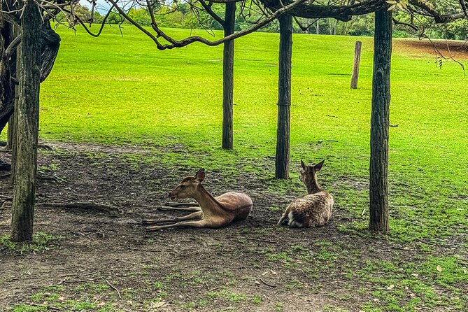 Super Express Nara & Kyoto Private 1-Day Tour from Tokyo - Who Is This Tour Best Suited For?