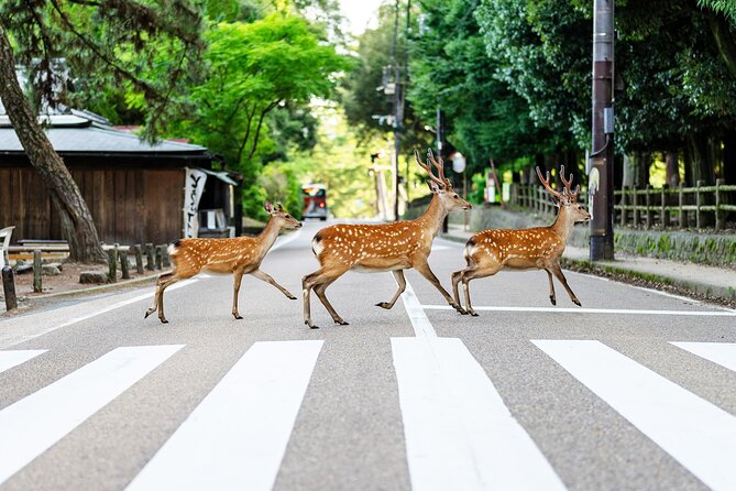 Super Express Nara & Kyoto Private 1-Day Tour from Tokyo - Introduction: A Day Trip to Japan’s Historic Heart from Tokyo