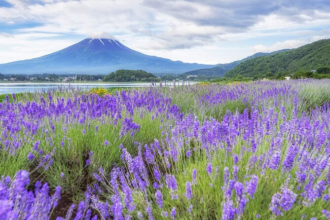 Mt. Fuji Oshino Hakkai and Gotemba Outlets Tour - Introduction to the Tour Experience