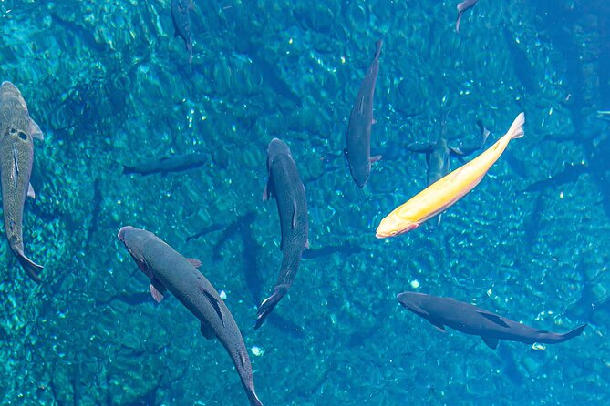 Mt. Fuji Oshino Hakkai and Gotemba Outlets Tour - FAQ