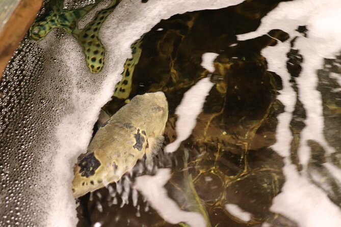 Fugu Experience Tour Learn and Taste Japans Pufferfish Cuisine - An In-Depth Look at the Fugu Experience Tour