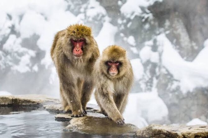 One Day Snow Monkeys Zenko ji Temple and Sake in Nagano - Key Points