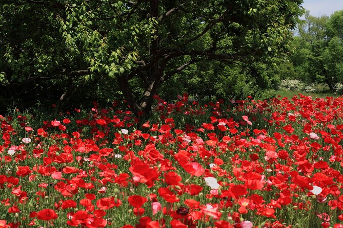 Tokyo Day Trip Showa Kinen Park Seasonal Flowers and Nature Walk - FAQ