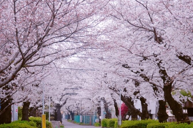 Yanaka & Ueno Tokyo's Old Town Charm - Temple, market,Retro Vibes - What We Liked Most