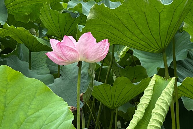 Tokyo Private Tour: Temples, Culture & Modern City Highlights - What to Expect: Practical Details