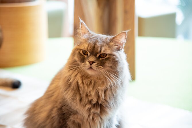 Akihabara Pop Culture and Relaxing Cat Café Tour with Local Guide - FAQ