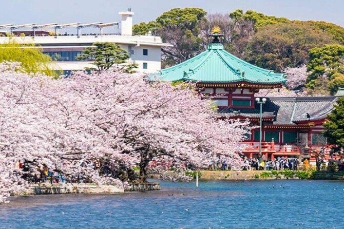 Explore Japan in 7 Days Cherry Blossom Tour 2026 - A Deep Dive into the Cherry Blossom Tour 2026