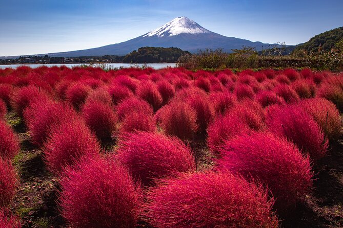 From Tokyo Mt.Fuji, Lake Kawaguchi, Makaino Farm day tour - Who Is This Tour Perfect For?