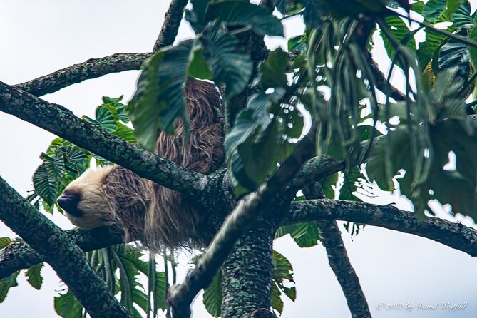 Boquete Panoramic Tour - An In-Depth Look at the Boquete Panoramic Tour