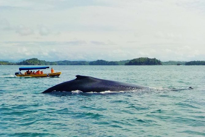 (4 person minimum to book) Whale Watching (July 15 to Oct.15) in Isla Bolanos - Exploring the Full-Day Whale Watching & Island Tour in Panama