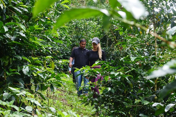 Specialty Coffee 101, History - Processing - Professional Cupping and More! - Key Points