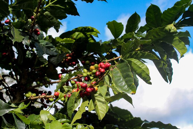 Specialty Coffee 101, History - Processing - Professional Cupping and More! - FAQ