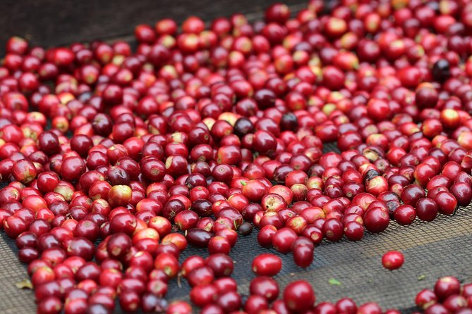 Specialty Coffee 101, History - Processing - Professional Cupping and More! - A Hands-On Coffee Experience in Boquete, Panama