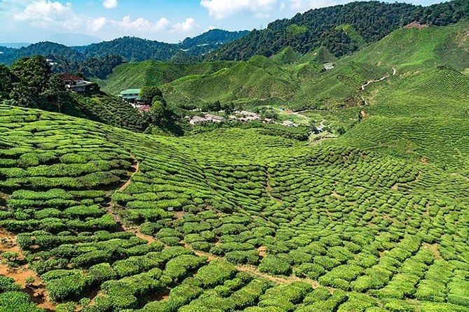 Cameron Highlands One Day Trip from Kuala Lumpur Privately Organised - Good To Know