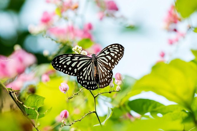 Garden & Parks Tour From Kuala Lumpur - Discovering Kuala Lumpur Bird Park