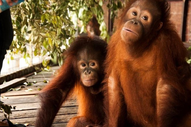 Orang Utan Island and Perak Tong Cave Temple Day Tour from Kuala Lumpur - A Detailed Look at the Experience