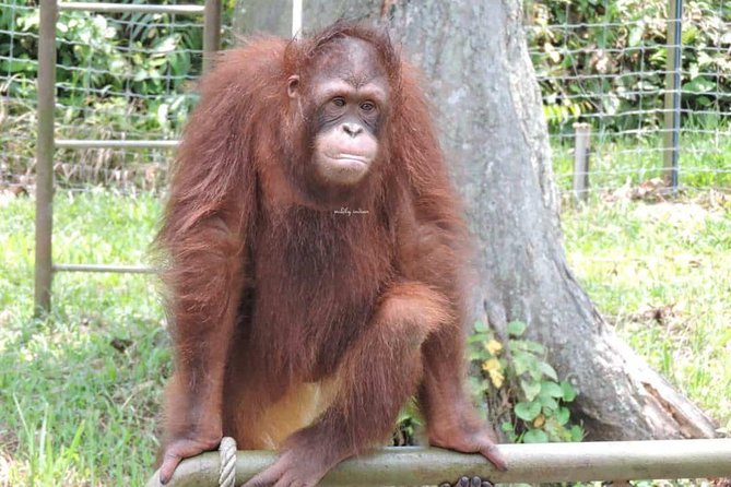 Orang Utan Island and Perak Tong Cave Temple Day Tour from Kuala Lumpur - Final Thoughts