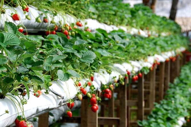 Cameron Highlands Day Tour From Kuala Lumpur 2025 - The Complete Experience: A Deep Dive