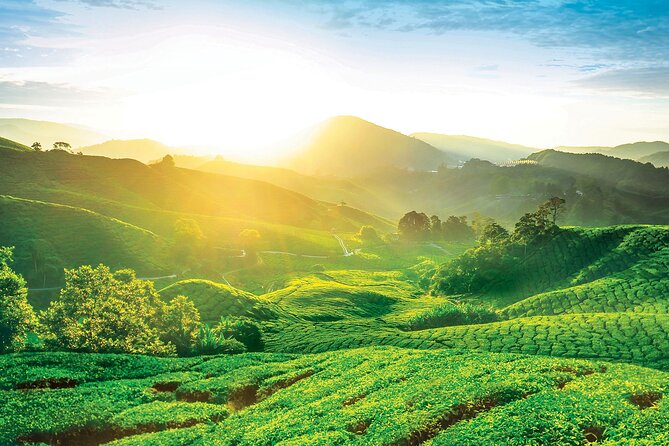 Cameron Highlands Day Tour From Kuala Lumpur 2025 - Exploring the Cameron Highlands Day Tour from Kuala Lumpur: A Balance of Nature, Flavors, and Local Charm