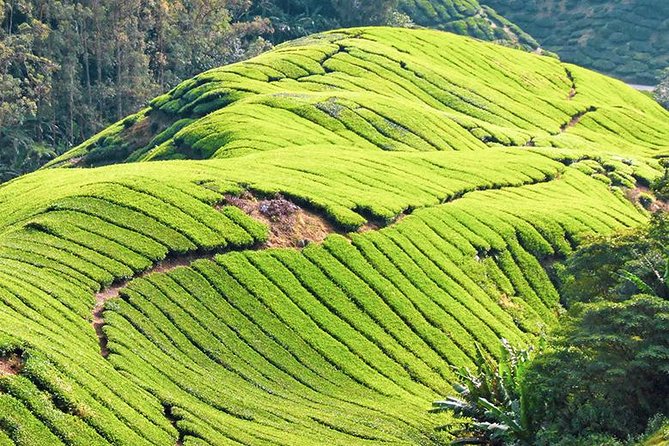Full-day Cameron Highlands & Batu Caves Tour from Kuala Lumpur - What’s the Value?